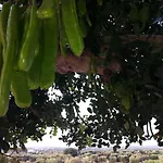 Panzió Antico Carrubo Monopoli